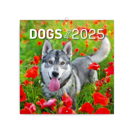 Falinaptár képes lemeznaptár 300x300mm, Dogs Realsystem 2026.