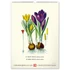 Falinaptár képes  330×460mm Vintage Posters-Herbarium Realsystem 2027.
