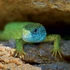Falinaptár képes lemeznaptár 300x300mm, Lizards Realsystem 2027.