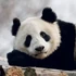Falinaptár képes lemeznaptár 300x300mm, Pandas Realsystem 2027.