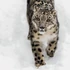Falinaptár képes lemeznaptár 300x300mm, Wild Animals Realsystem 2027.